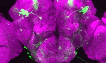 Учёные: Некоторые гены долгосрочной памяти мух аналогичны и для восприятия запахов и вкуса