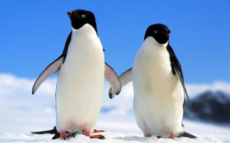 Ученые утверждают, что численность пингвинов Адели сократится на 60 % к 2099 году