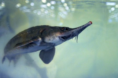 На Ямале спасают виды рыб, оказавшиеся на грани вымирания