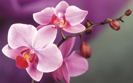 Противораковые компоненты найдены в клубнях орхидеи в Нижегородске