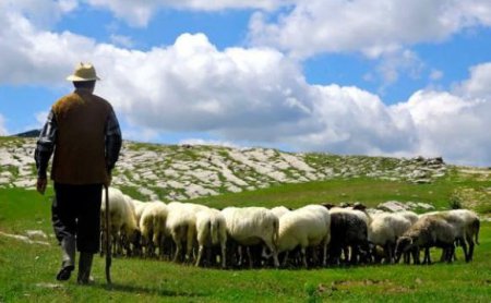 Австралийские ученые создали робота-пастуха
