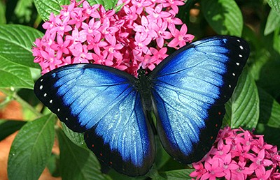 В Великобритании восстановили популяцию бабочек-голубянок