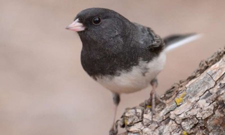 Ученые: У мигрирующих птиц более короткие теломеры