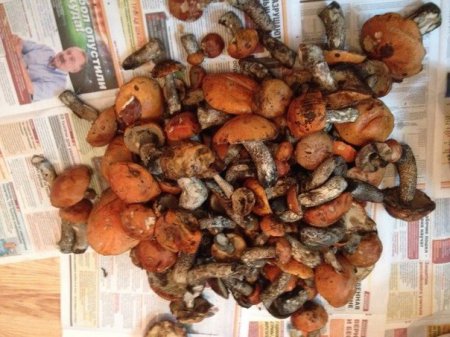 Необычные грибы из Мурманской области переполошили ученых