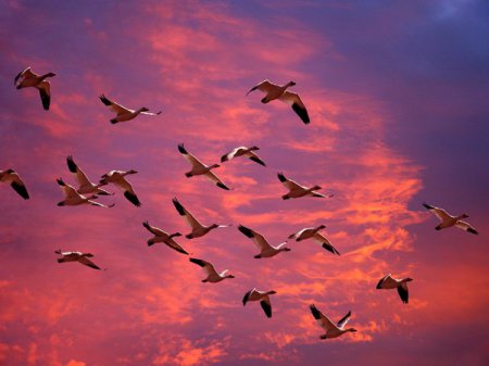 Ученые: Канарское течение влияет на миграцию птиц через Атлантический океан