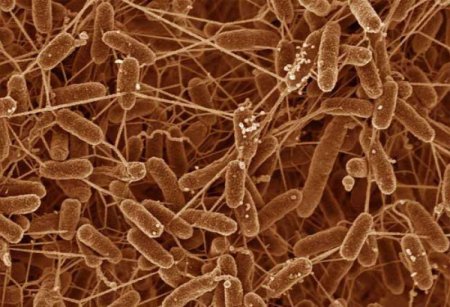 Ученые смогли увидеть бактериальный «секс»