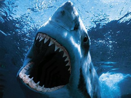 Учёные нашли останки доисторической акулы огромных размеров