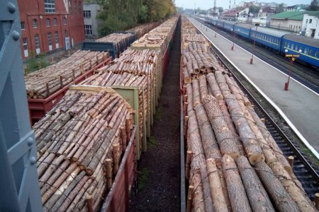 Украинский лес вывозит австрийская компания в Румынию, оформляя его как дрова