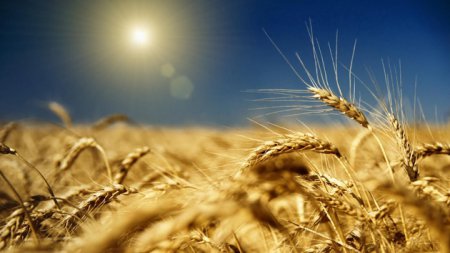 «Валовой сбор зерна в России достиг 125,5 млн. тонн» Статистика