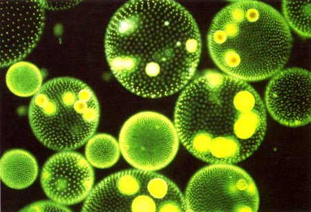 NASA: Жизнь на Земле зависима от фитопланктона‍