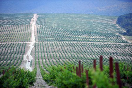 «В Краснодарском крае перевыполнен план по закладке новых виноградников» Сельское хозяйство