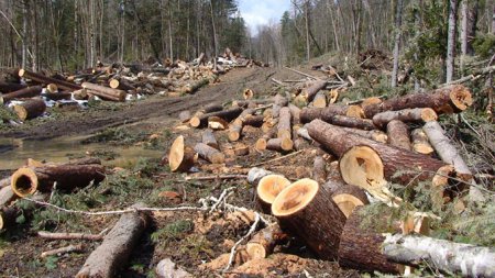 Назревает грандиозная афёра в области земельных отношений в России: по закону лес станет ничей?
