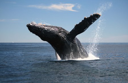 Ученые узнали, для чего киты выпрыгивают из воды