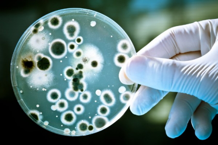 Ученые выявили процессы развития смертельно опасных бактерий