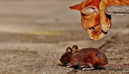 Ученые доказали взаимосвязь свойств слез крыс и спасения мышей