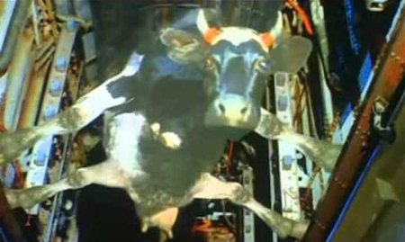 Одесский нардеп: Порошенко похож на корову в бомболюке из старой кинокомедии