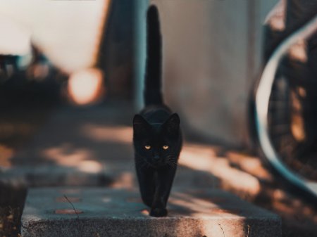 Боятся даже кошек: Самые суеверные знаки зодиака по версии астрологов