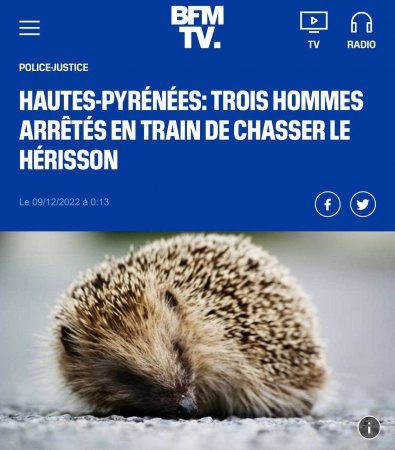 Во Франции начали есть ежей: полиция задерживает тех, кто отлавливает колючих зверьков (ФОТО)