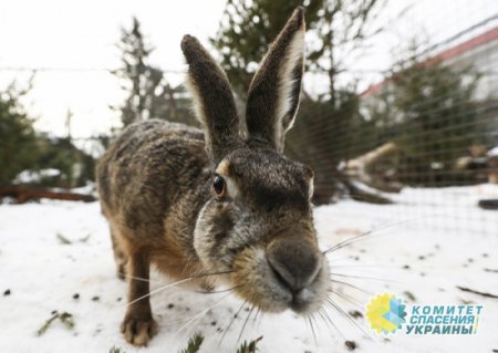 Маразм крепчал: на Украине запретили называть серого зайца «русаком»