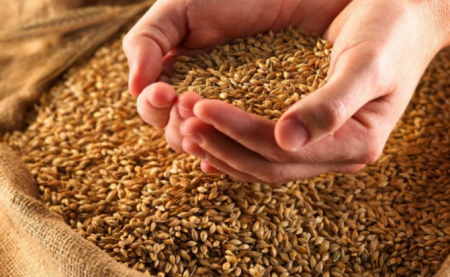 В Словакии призвали власти запретить ввоз зерна с Украины