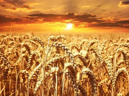 Власти Румынии утвердили механизм защиты своих фермеров от импорта зерна из Украины
